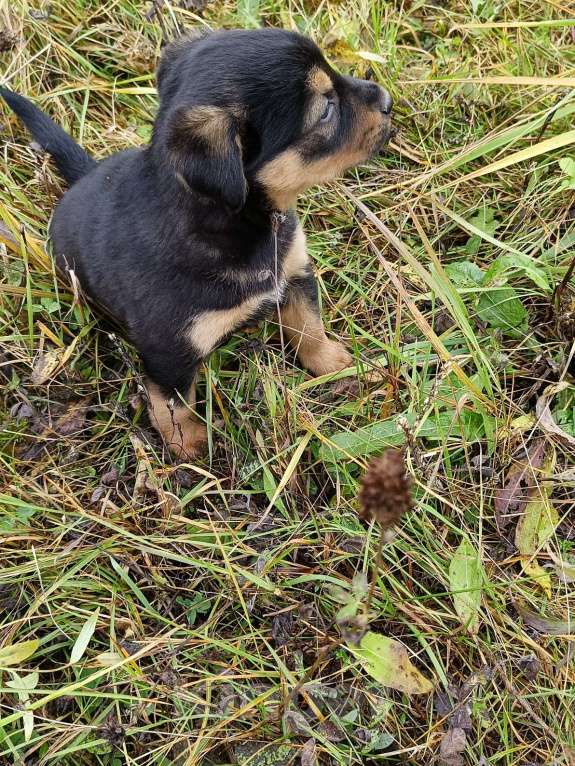 Собаки в других городах Ленинградской области: Цветной язычëк Девочка, Бесплатно - фото 3