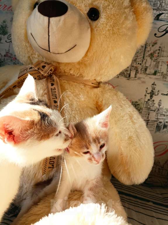 Кошки в Пензе: Рыжик Мальчик, Бесплатно - фото 2