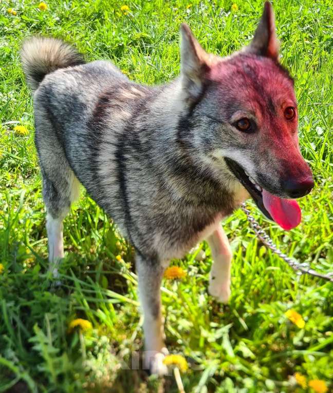 Собаки в Сосновом Бору: Хорошая девочка в добрые руки Девочка, Бесплатно - фото 3