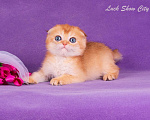 Кошки в Санкт-Петербурге: Золотой скоттиш-фолд Мальчик, Бесплатно - фото 7
