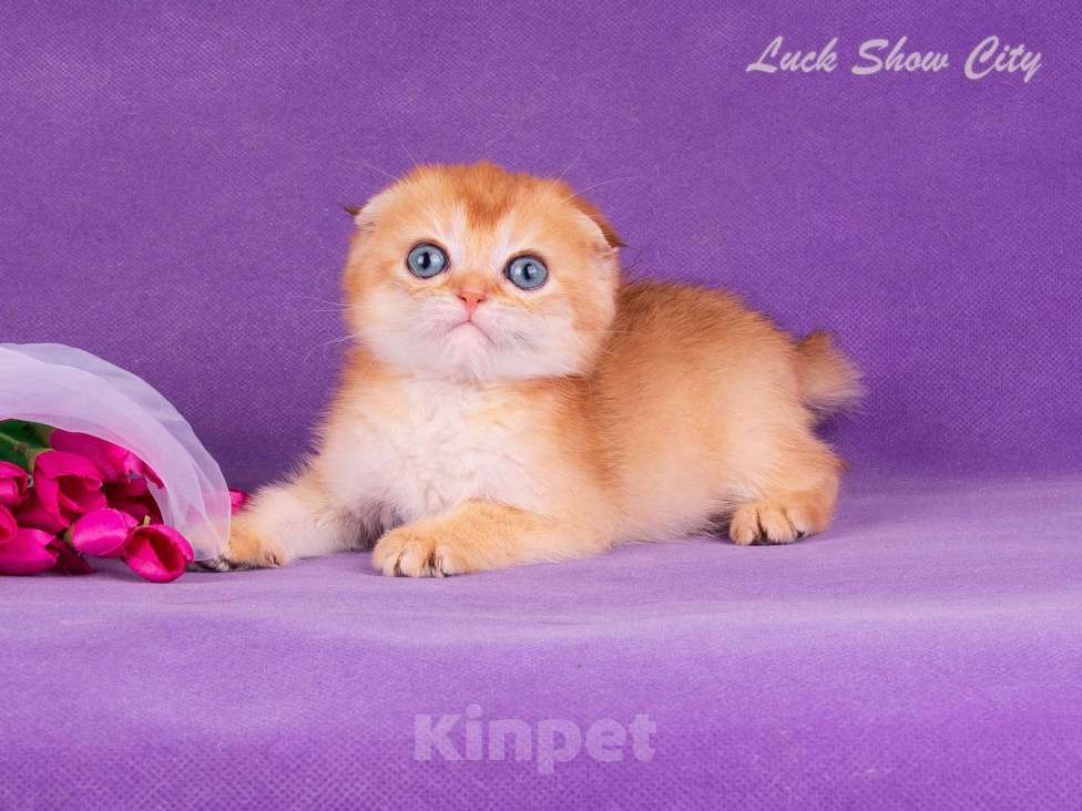 Кошки в Санкт-Петербурге: Золотой скоттиш-фолд Мальчик, Бесплатно - фото 7