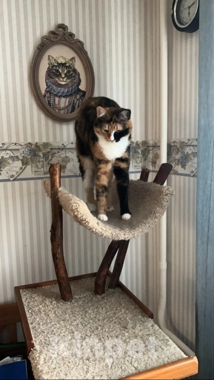 Кошки в Москве: Дашка 3г в добрые руки Девочка, Бесплатно - фото 4