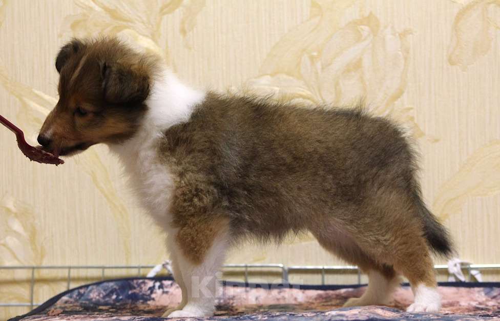 Собаки в Вологде: Очаровательный щенок шелти Мальчик, Бесплатно - фото 8