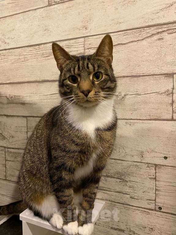 Кошки в Санкт-Петербурге: Шикарная кошка в добрые руки Девочка, Бесплатно - фото 9