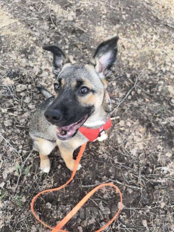 Собаки в Ногинске: Щенок ищет дом Девочка, Бесплатно - фото 8
