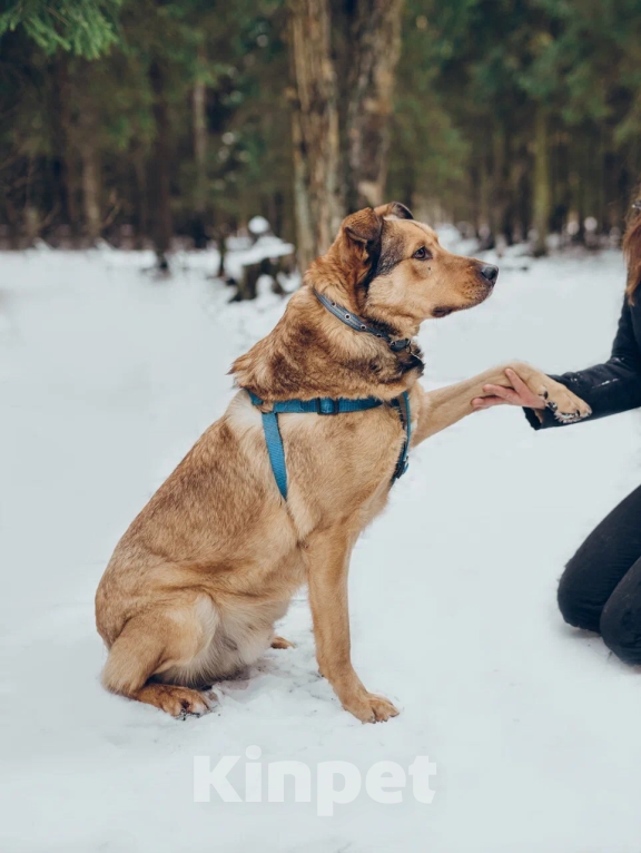 Собаки в Балашихе: Энергичный Купер ждёт свою семью Мальчик, 100 руб. - фото 5