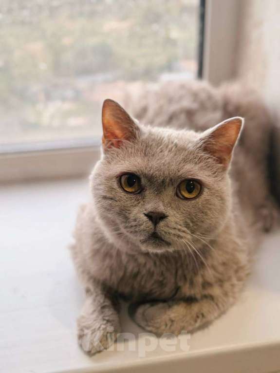 Кошки в Балашихе: Маркиз Мальчик, Бесплатно - фото 1