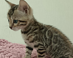 Кошки в других городах Свердловской области: Бенгальский котёнок Мальчик, Бесплатно - фото 3