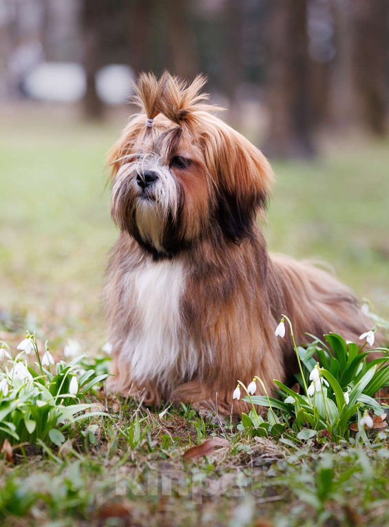 Собаки в Смоленске: Лхасский апсо щенки подрощенные кобели Мальчик, 40 000 руб. - фото 9