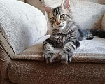 Кошки в Собинке: Бридовая кошка Мейн-кун из питомника, 35 000 руб. - фото 4