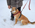 Собаки в Москве: Метис сиба ину Сиба в дар Девочка, Бесплатно - фото 2