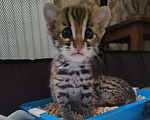 Кошки в Москве: Азиатские леопардовые котята  Мальчик, 150 000 руб. - фото 7