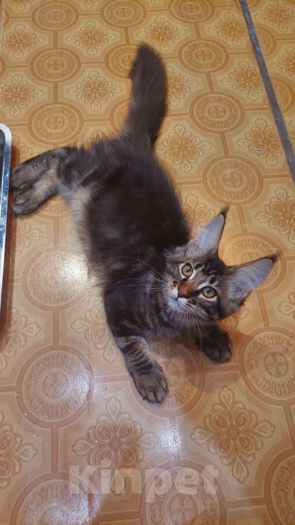 Кошки в Озерске: Серебряная красотка Мальчик, 45 000 руб. - фото 1