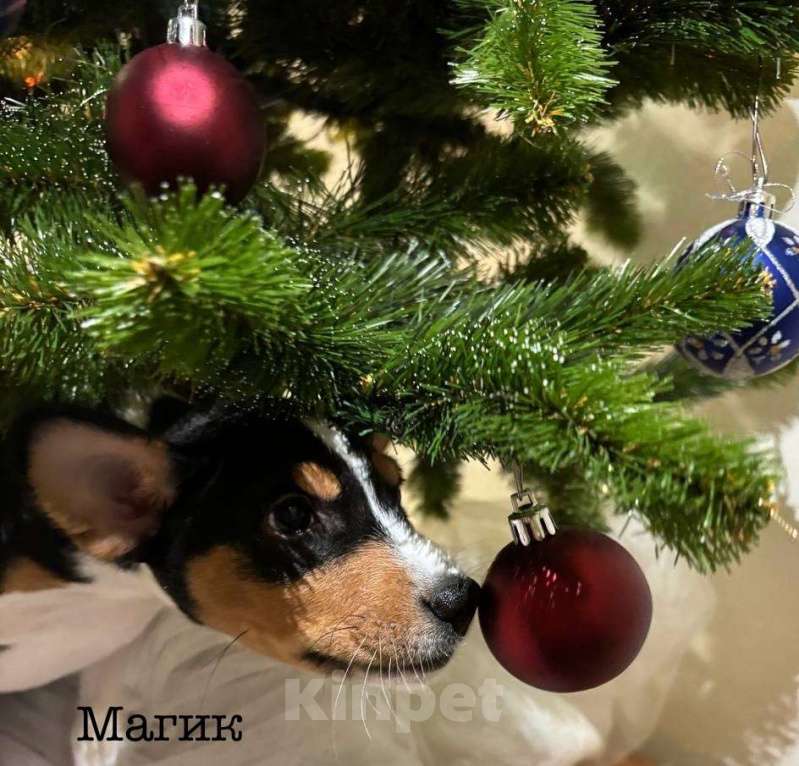 Собаки в Санкт-Петербурге: Щенок басенджи триколор 2 мес -мальчик Мальчик, 95 000 руб. - фото 3