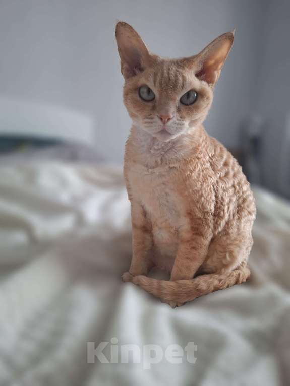 Кошки в Москве: Отдам в добрые руки Девочка, Бесплатно - фото 1