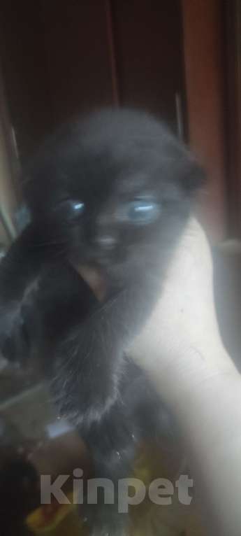 Кошки в Калуге: Шоотландские вислоухие котята Мальчик, 2 000 руб. - фото 4