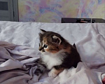 Кошки в Барнауле: Котята в добрые руки Девочка, Бесплатно - фото 3