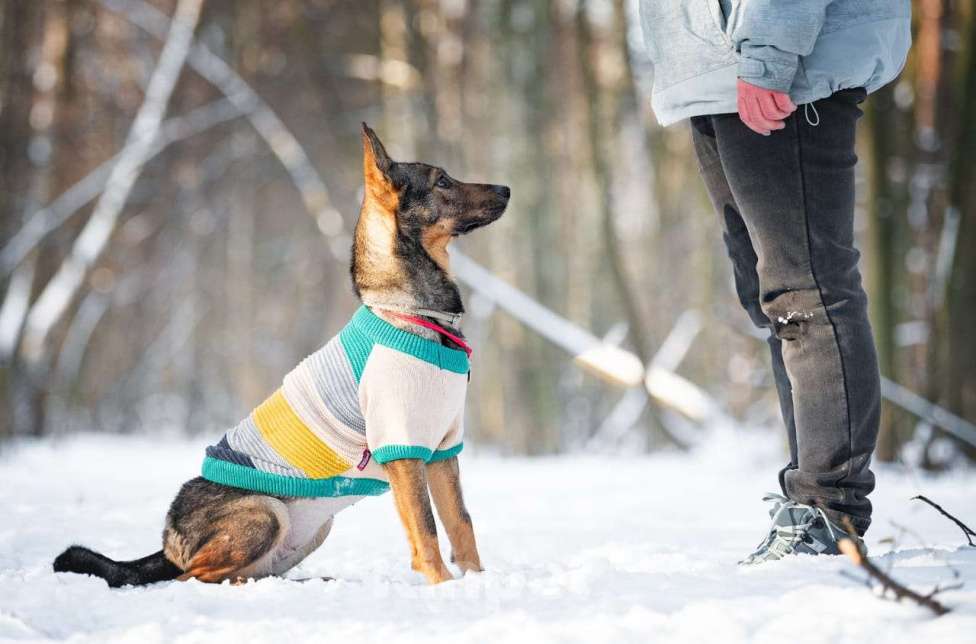 Собаки в Москве: Маленькая собака, которой кидали еду — но не давали дом Девочка, Бесплатно - фото 1