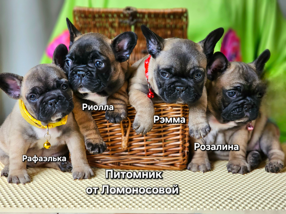 Собаки в Ногинске: Фраецузскмй Бульдог РКФ,щенки питомник Девочка, 120 000 руб. - фото 3