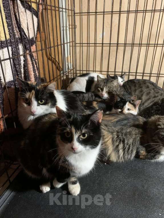 Кошки в Санкт-Петербурге: Опять улица Девочка, Бесплатно - фото 6