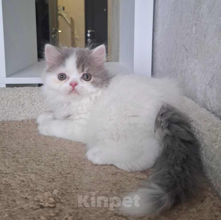 Кошки в Ярославле: Шотландский длинношерстный мальчик Мальчик, 25 000 руб. - фото 4