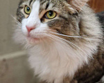 Кошки в Москве: Веселый и застенчивый котик Ян ищет дом Мальчик, Бесплатно - фото 3