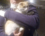 Кошки в Москве:  Москва СЗАО найдена кошка Девочка, Бесплатно - фото 1