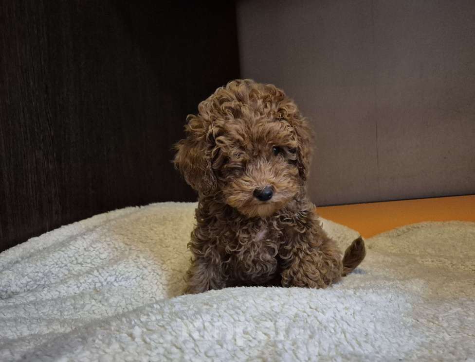 Собаки в Москве: Красные парни тойпудель Мальчик, 85 000 руб. - фото 1