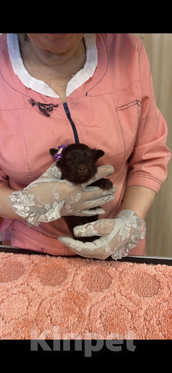 Собаки в Москве: Шоколадный Йорк Мальчики и девочки Мальчик, 35 000 руб. - фото 2