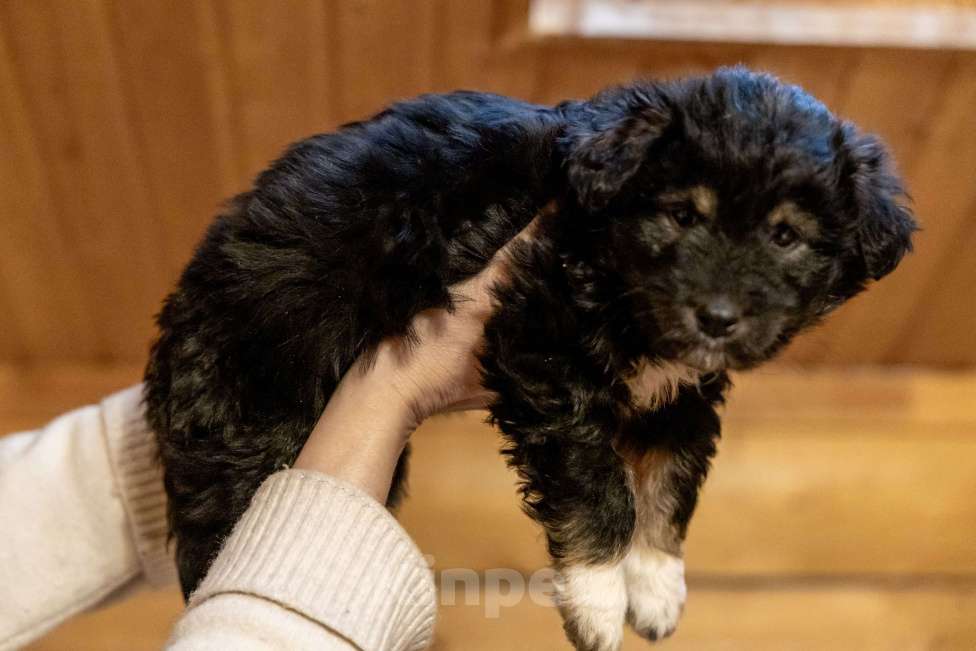 Собаки в Москве: Щенки метисы ищут дом Девочка, Бесплатно - фото 7