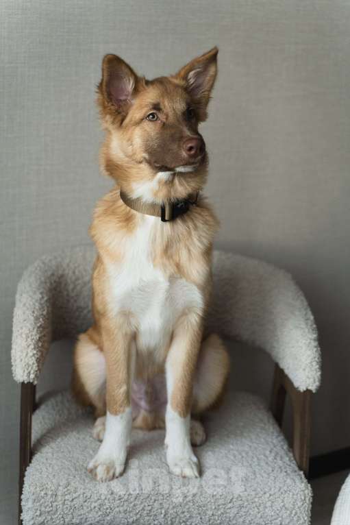 Собаки в Екатеринбурге: Филя ищёт дом! Мальчик, Бесплатно - фото 2