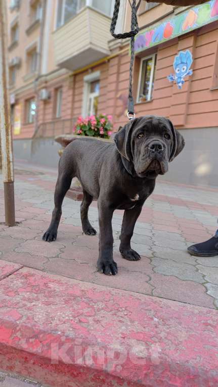 Собаки в Краснодаре: Щенок Кане Корсо Девочка, 60 000 руб. - фото 3