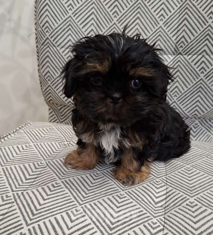 Собаки в Кропоткине: Ши-тцу Мальчик, 20 000 руб. - фото 1