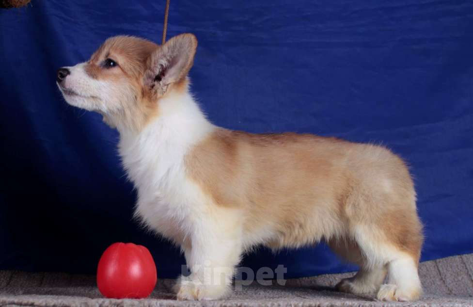 Собаки в Москве: вельш корги пемброк щенки от Интерчемпиона Девочка, 70 000 руб. - фото 3