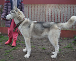 Собаки в Краснодаре: Кобель Хаски Мальчик, 1 руб. - фото 7