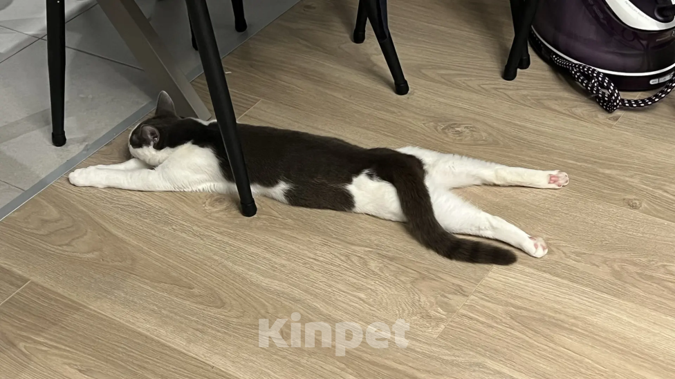 Кошки в Москве: Фру ищет дом и семью! Девочка, Бесплатно - фото 5