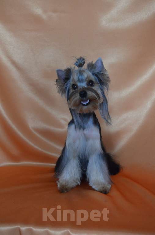 Собаки в Севастополе: Пропала собака Девочка, Бесплатно - фото 2