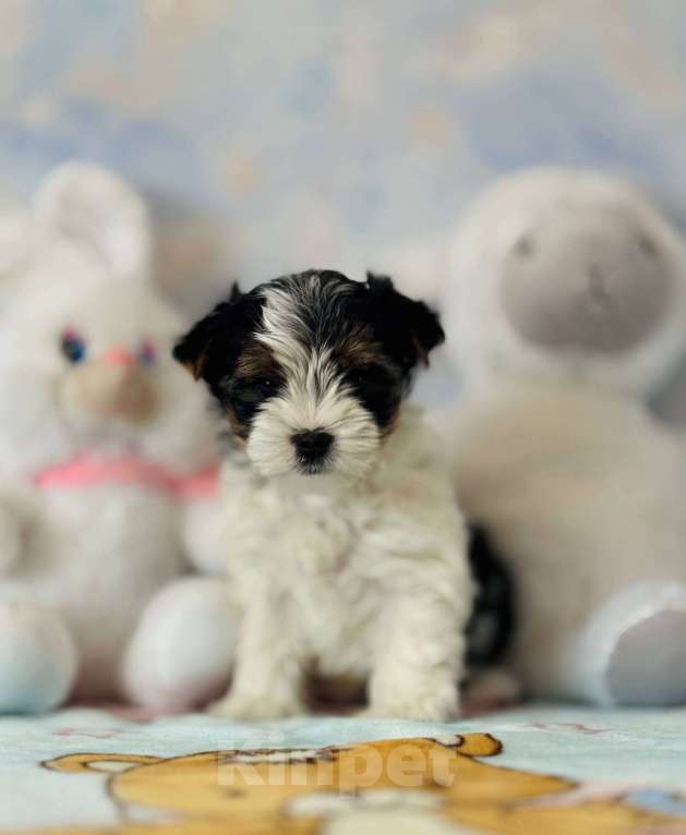 Собаки в Краснодаре: Милая девочка бивер терьера в питомнике  Девочка, 65 000 руб. - фото 4
