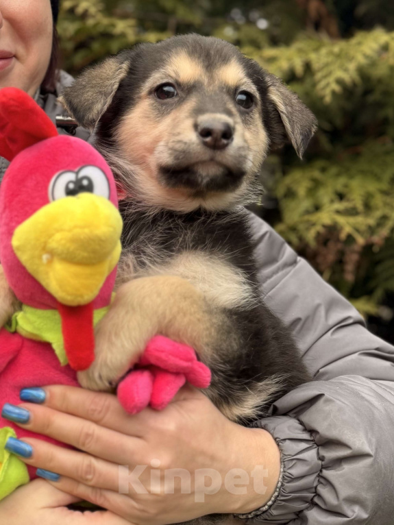 Собаки в Красногорске: Красивый щенок девочка с красивым именем Рози ищет хозяина Девочка, Бесплатно - фото 2