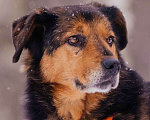 Собаки в Москве: Форд Мальчик, Бесплатно - фото 2