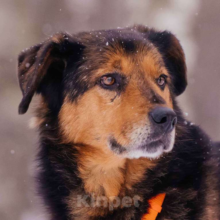 Собаки в Москве: Форд Мальчик, Бесплатно - фото 2