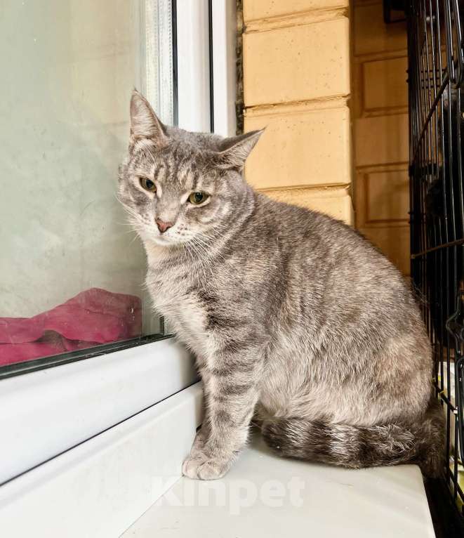 Кошки в Москве: Полосатая Элис юная кошечка в добрые руки Девочка, Бесплатно - фото 6