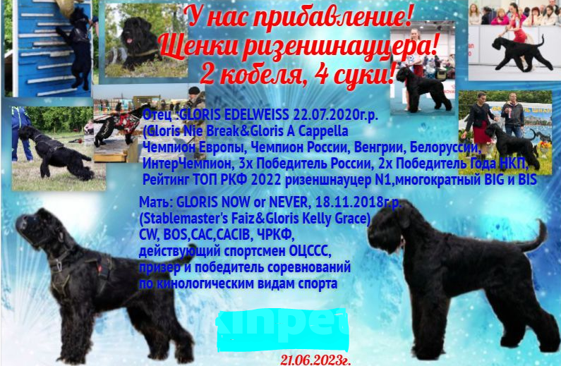 Собаки в Омске: Щенки ризеншнауцера от интересной вязки Девочка, Бесплатно - фото 1