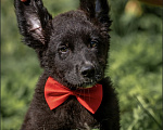 Собаки в других городах Владимирской области: 🐶 Лео — добрый малыш, который ждёт своих родителей! 🐶 Мальчик, Бесплатно - фото 3
