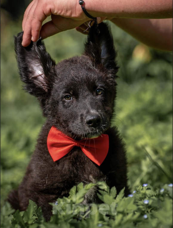 Собаки в других городах Владимирской области: 🐶 Лео — добрый малыш, который ждёт своих родителей! 🐶 Мальчик, Бесплатно - фото 3