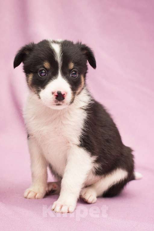 Собаки в Москве: Щенулька Шафранка размером с ладошку Девочка, Бесплатно - фото 2