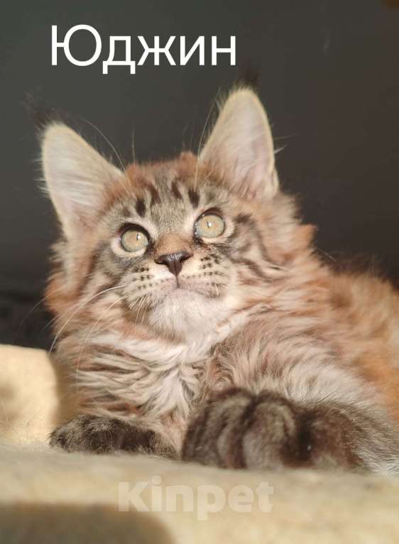 Кошки в Череповце: Чистопородный Мейн Кун Мальчик, 35 000 руб. - фото 6