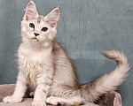 Кошки в Мытищах: Котёнок Мейн-кун Девочка, 40 000 руб. - фото 9