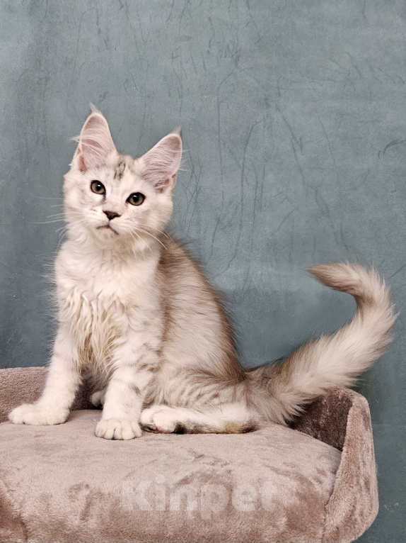 Кошки в Мытищах: Котёнок Мейн-кун Девочка, 40 000 руб. - фото 9
