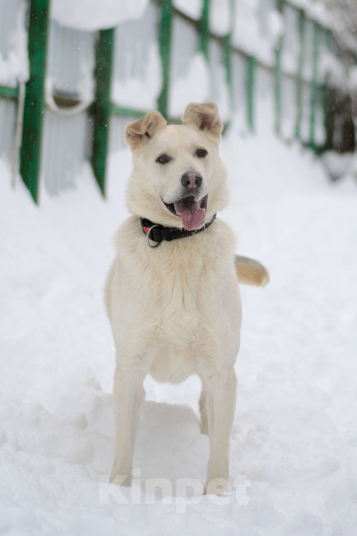Собаки в Москве: Лунтик Мальчик, Бесплатно - фото 6